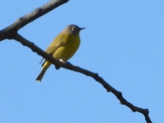 Nashville Warbler - ML645986376