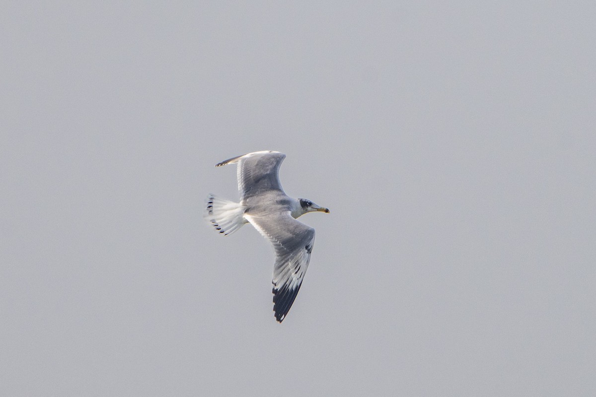 漁鷗 - ML645986377