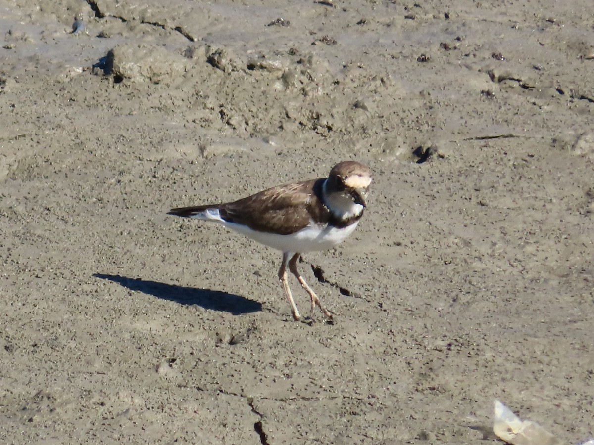 小環頸鴴 - ML645986378