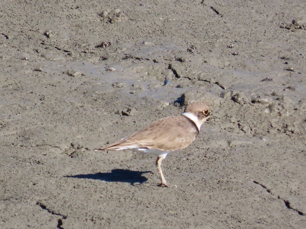 小環頸鴴 - ML645986379