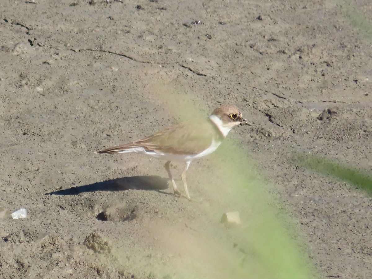 小環頸鴴 - ML645986380