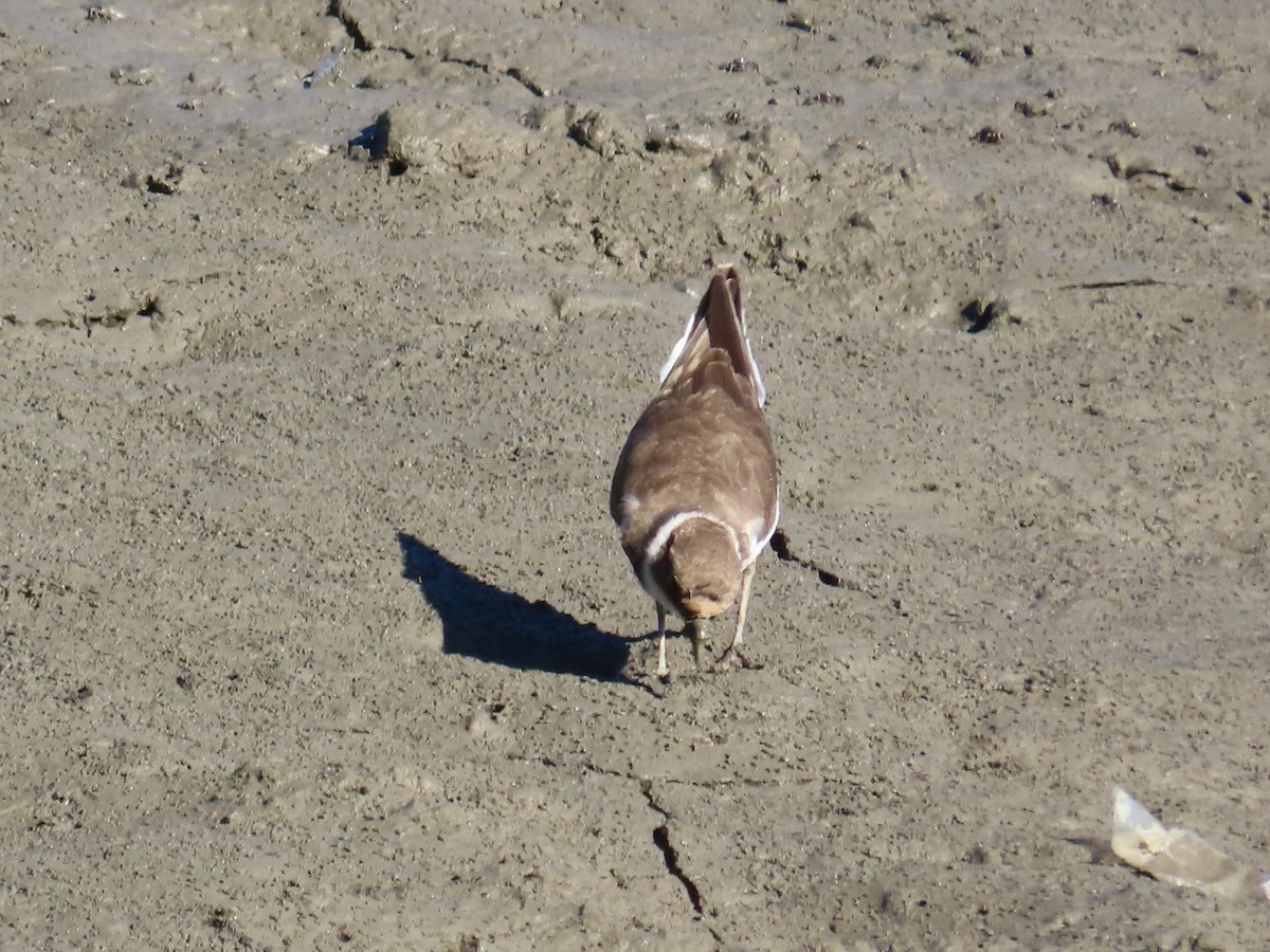 小環頸鴴 - ML645986381