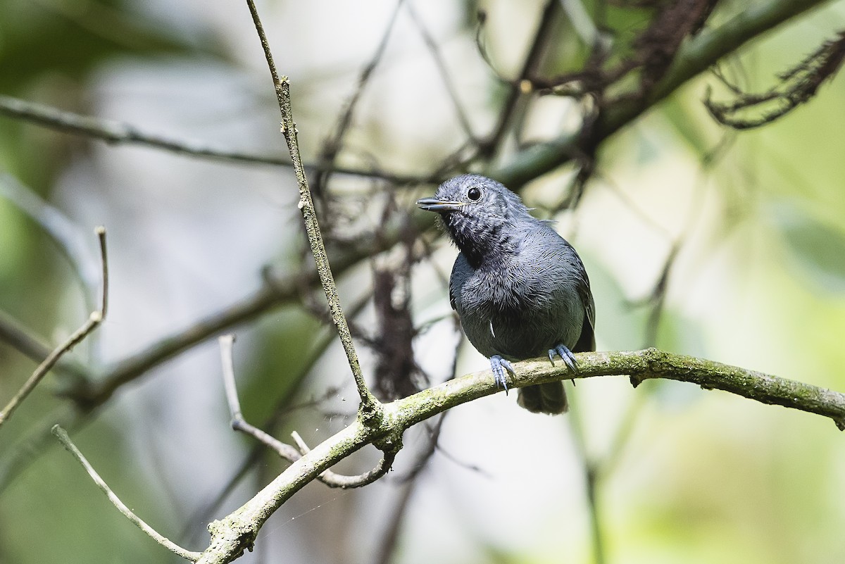 Unicolored Antwren - ML645986382