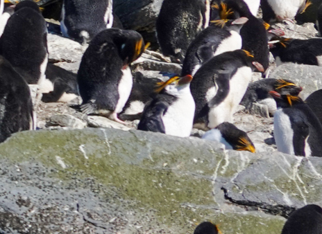 ロイヤルペンギン - ML645986383