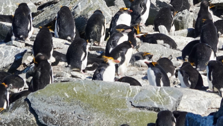 ロイヤルペンギン - ML645986384