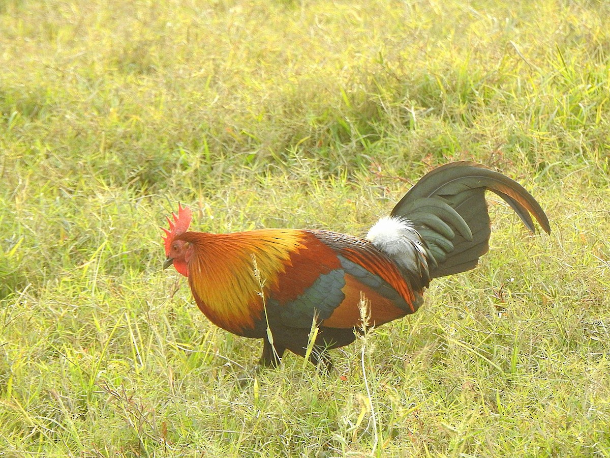 紅原雞 - ML645986385