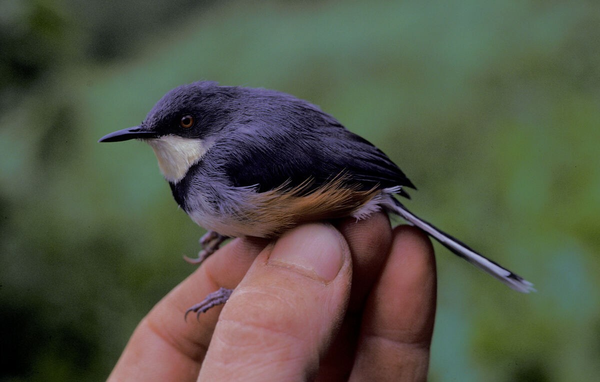 Black-collared Apalis - ML645986388