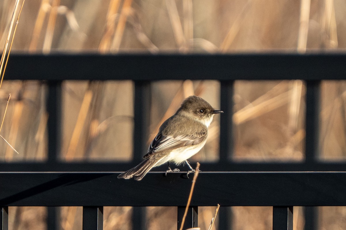 tyranovec domácí - ML645986390