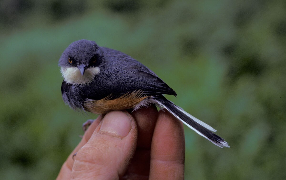 Black-collared Apalis - ML645986391
