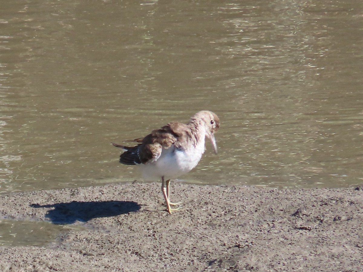 磯鷸 - ML645986393