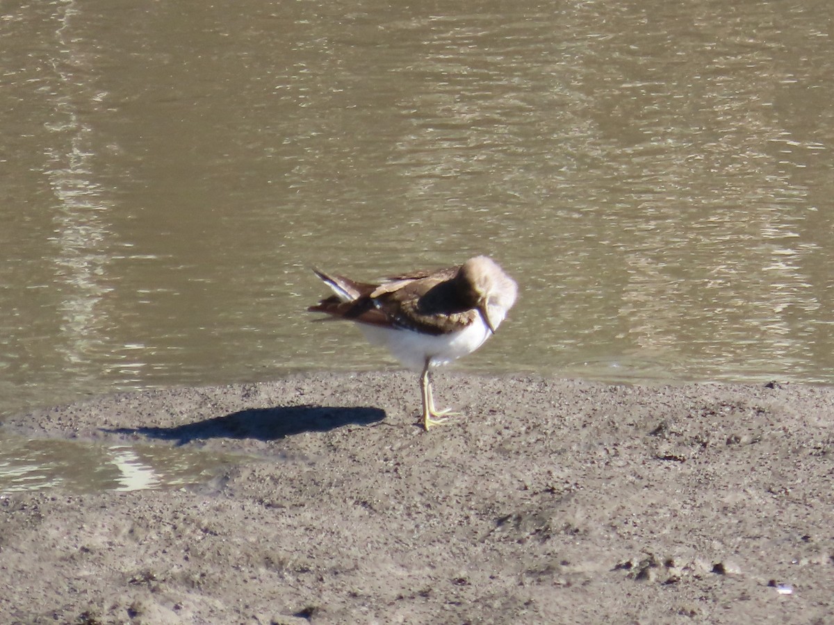 磯鷸 - ML645986394