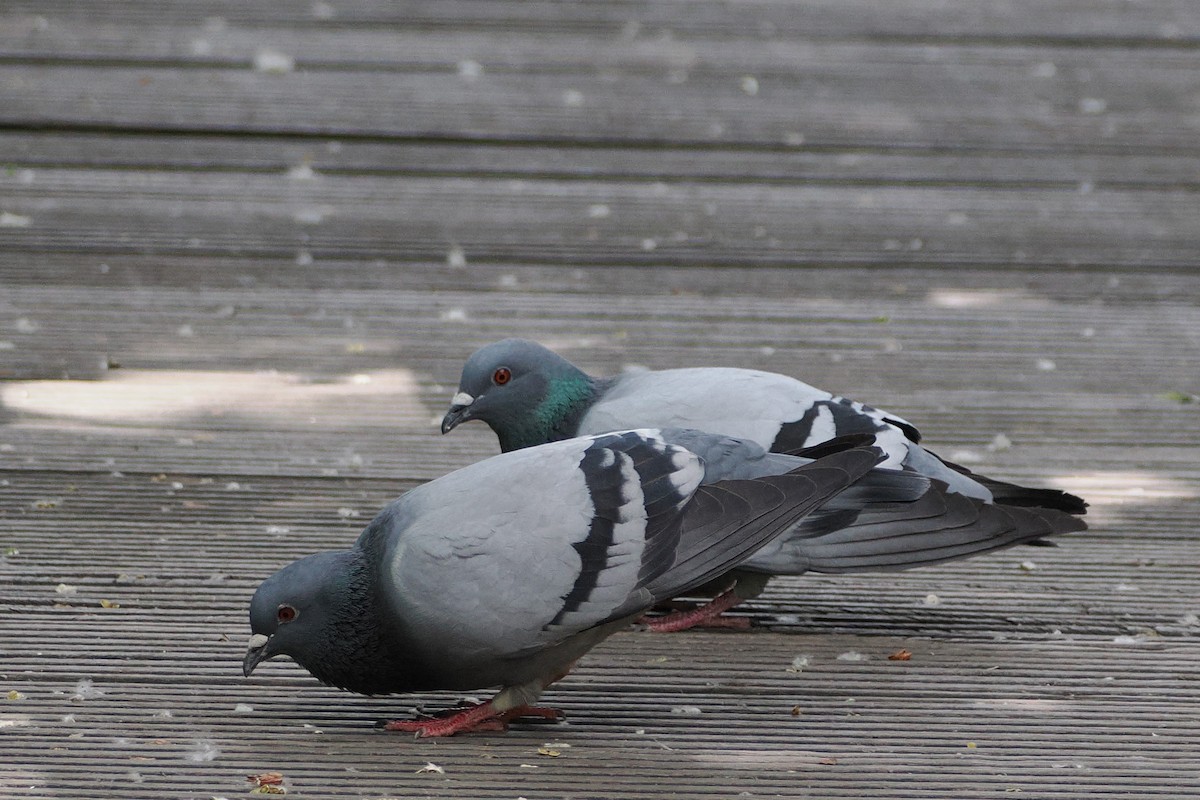 野鴿(野化) - ML645986395