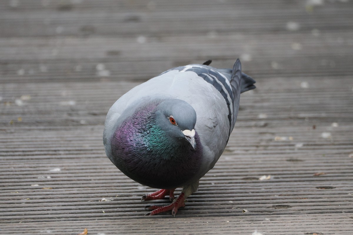 野鴿(野化) - ML645986396