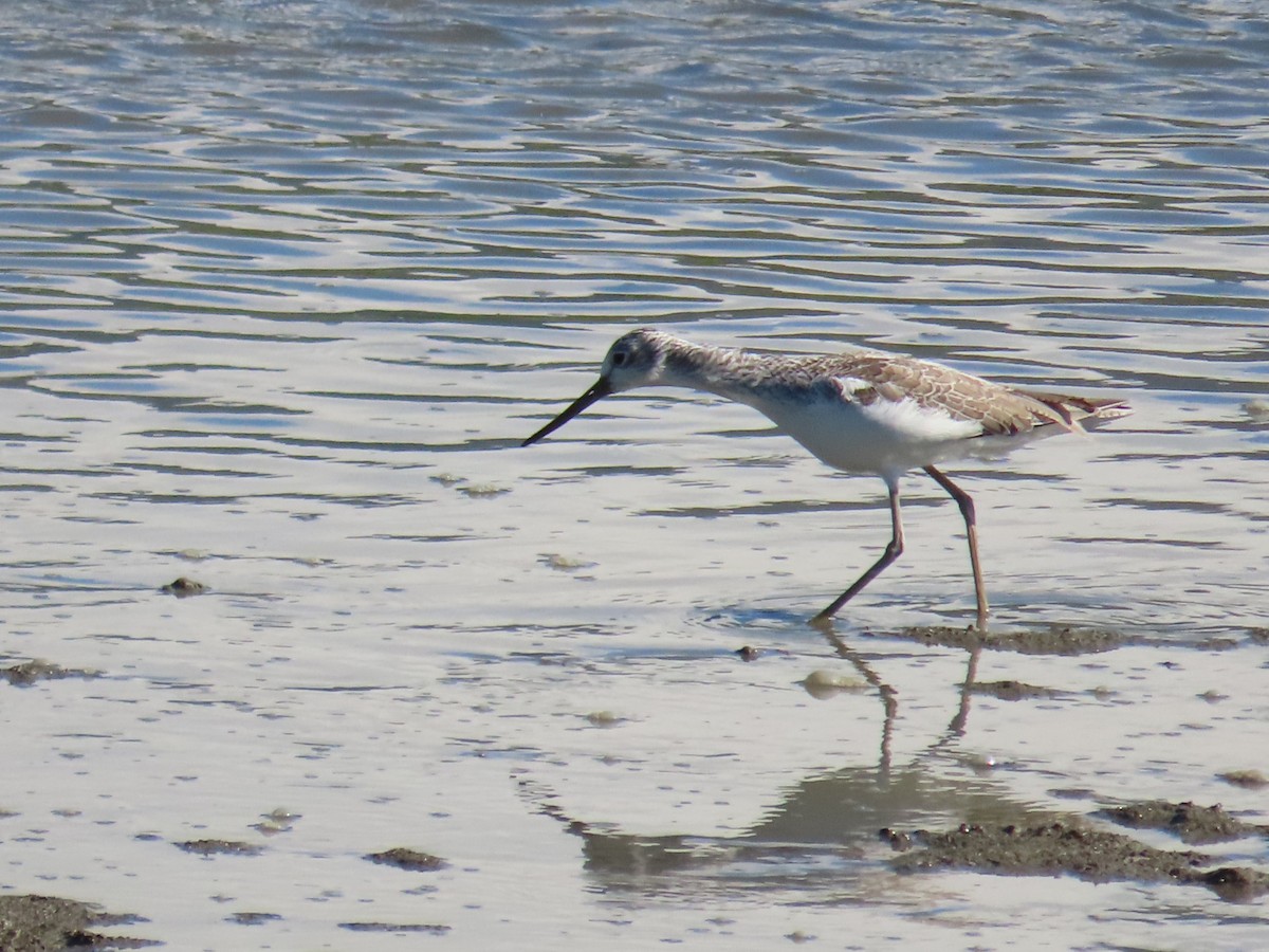 青足鷸 - ML645986399