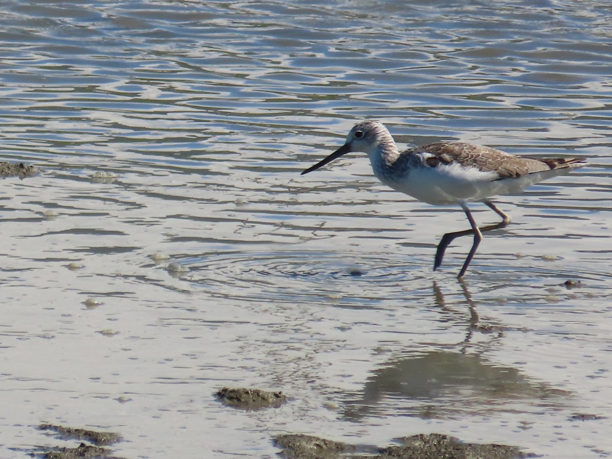 青足鷸 - ML645986400