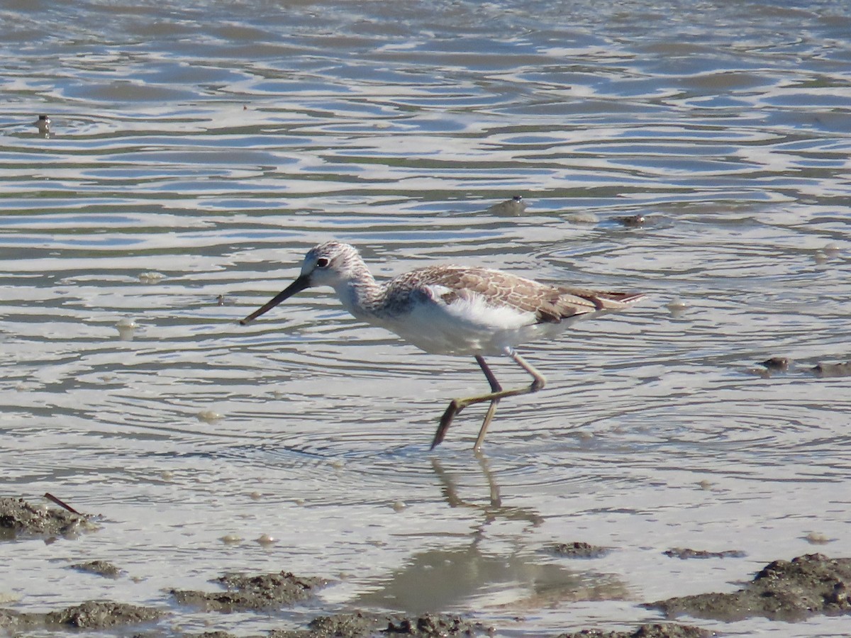 青足鷸 - ML645986401