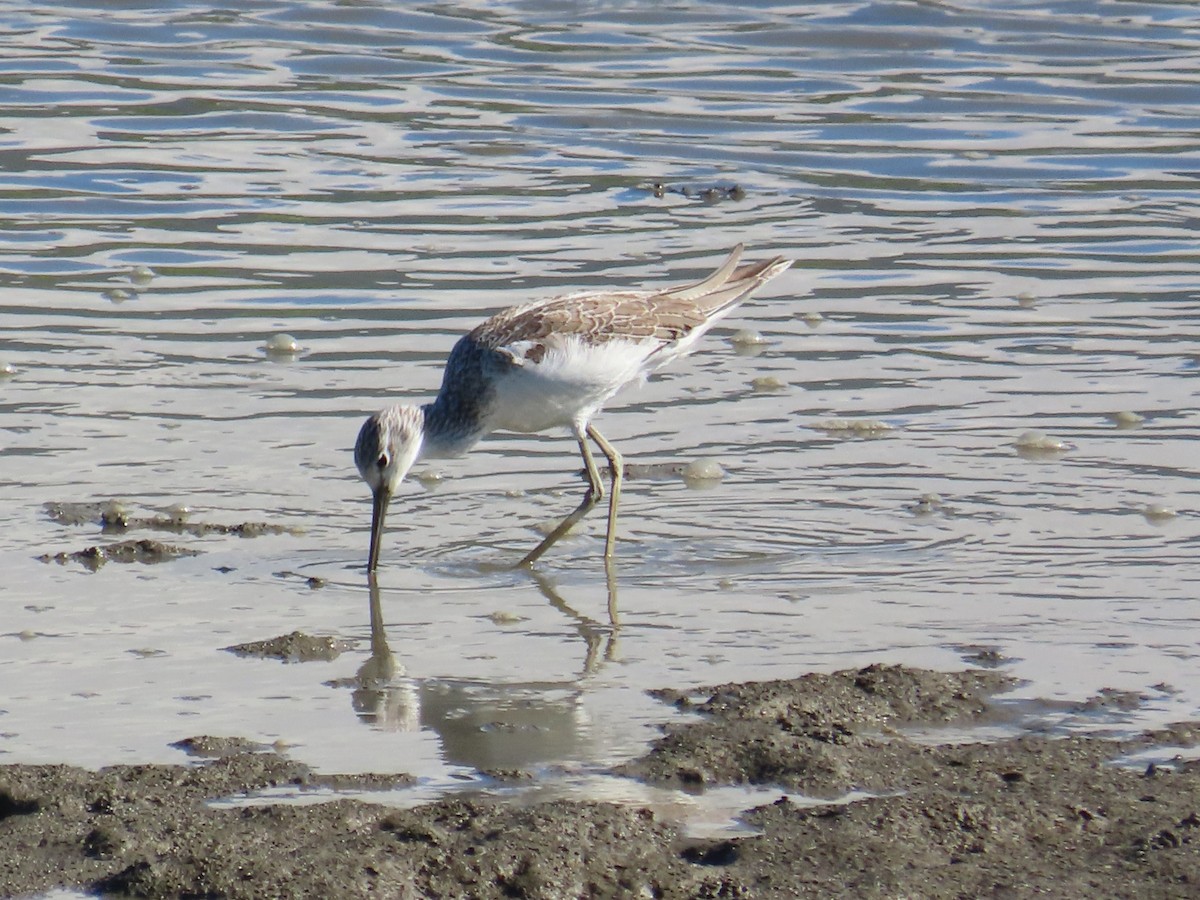 青足鷸 - ML645986402