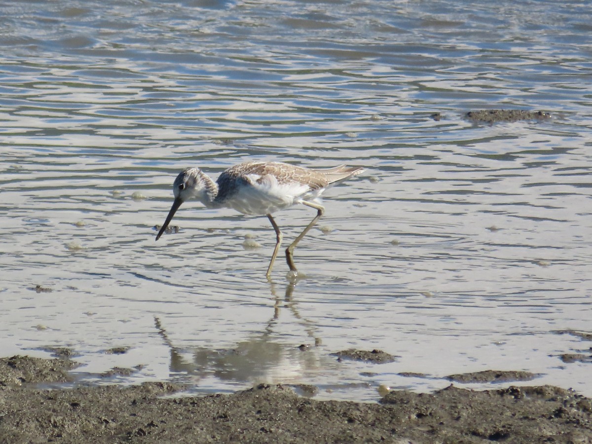 青足鷸 - ML645986403