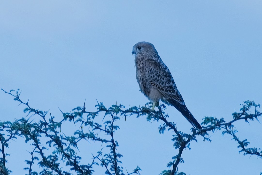 黃爪隼 - ML645986404