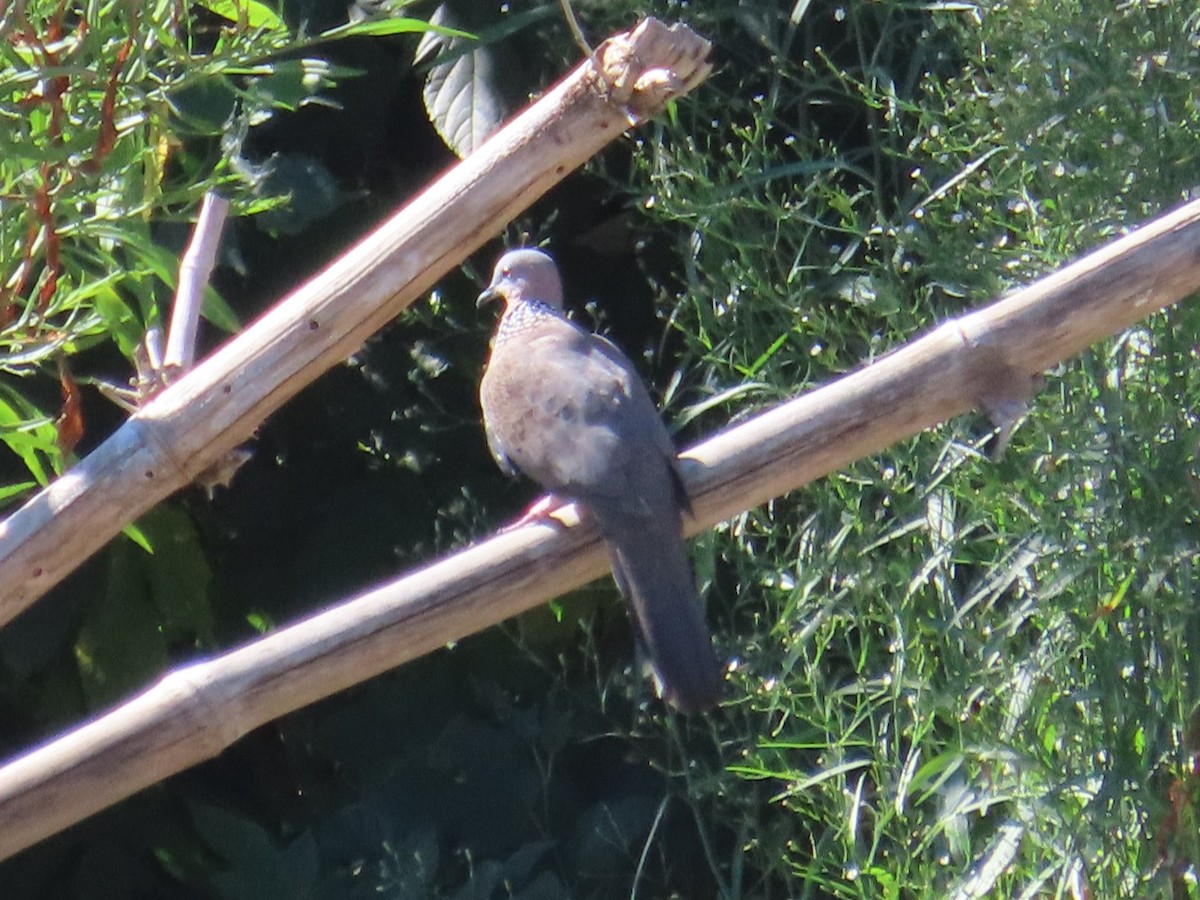 珠頸斑鳩 - ML645986406