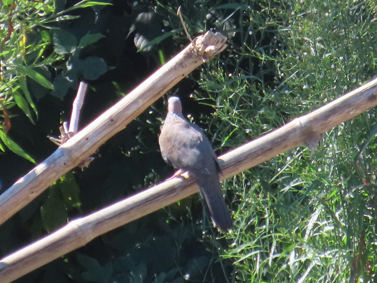 珠頸斑鳩 - ML645986407