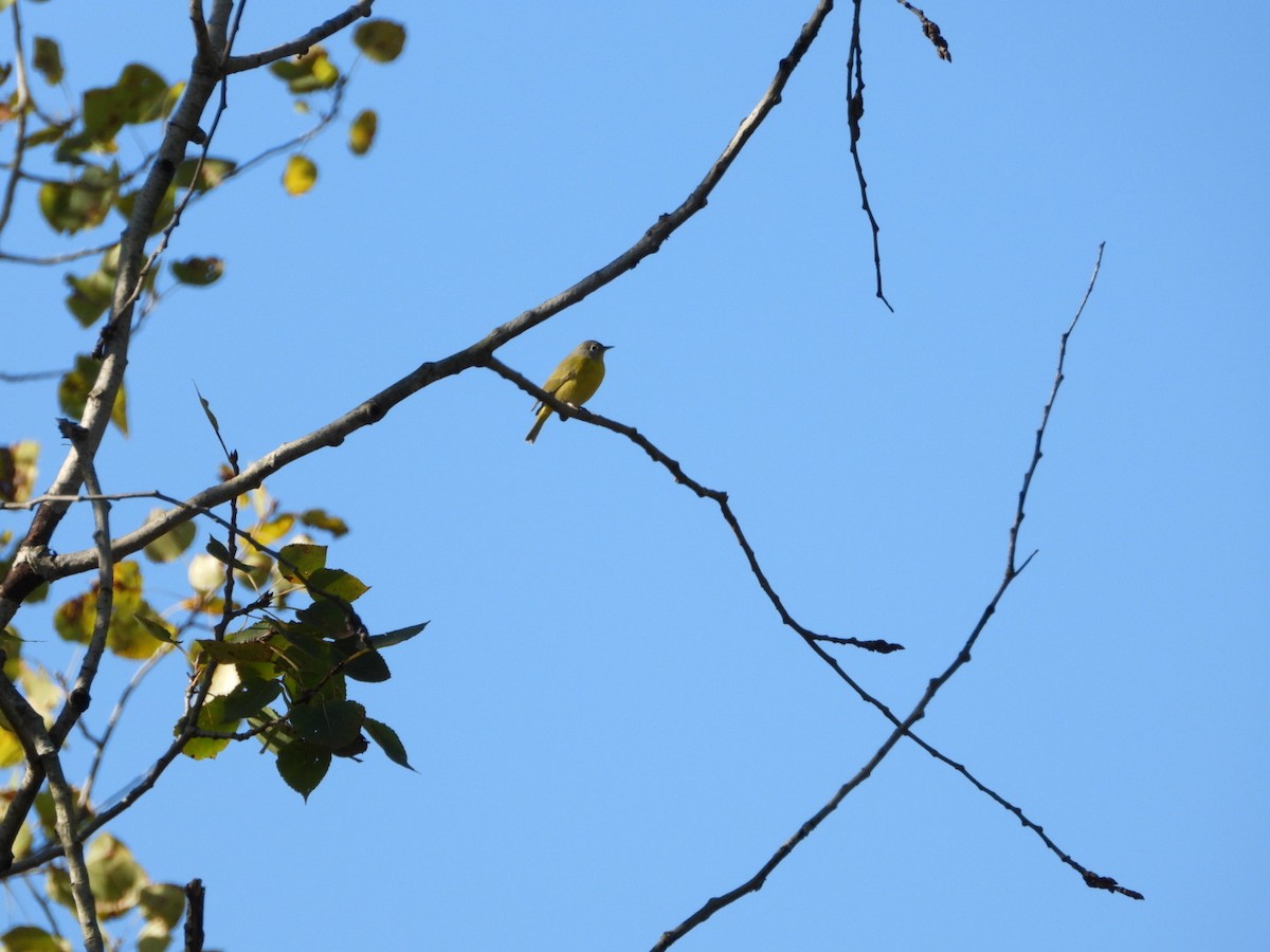 Nashville Warbler - ML645986409