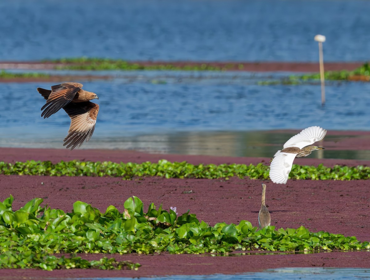 Milano Brahmán - ML645986437