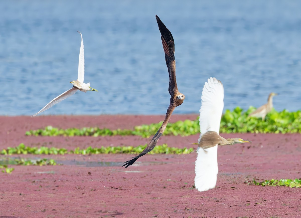 Milano Brahmán - ML645986441