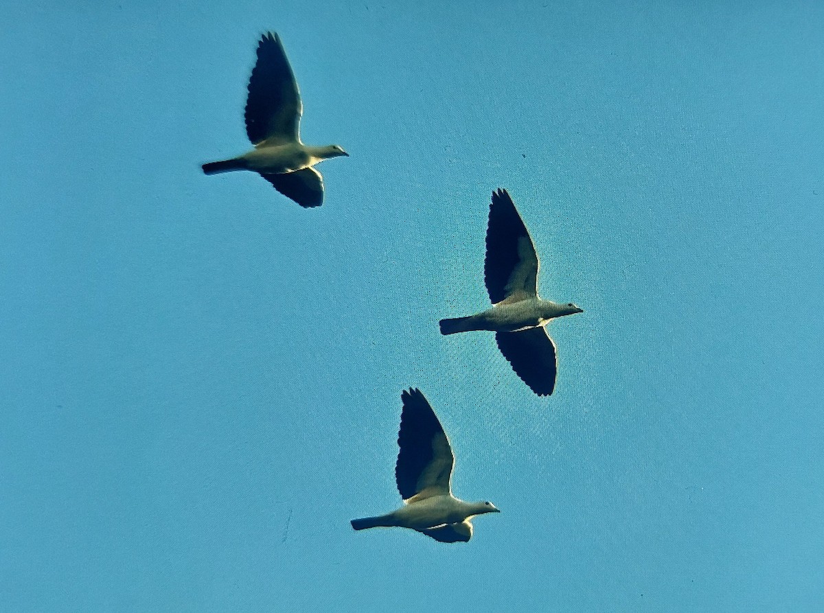 Dúcula Bicolor - ML645986442