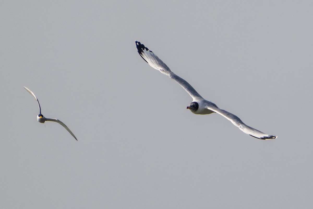 Gavión Cabecinegro - ML645986444