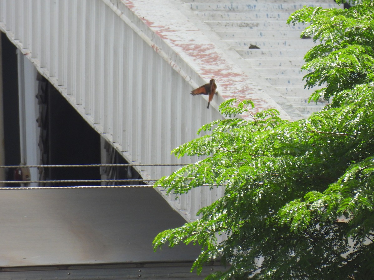 Birro Roquero - ML645986445