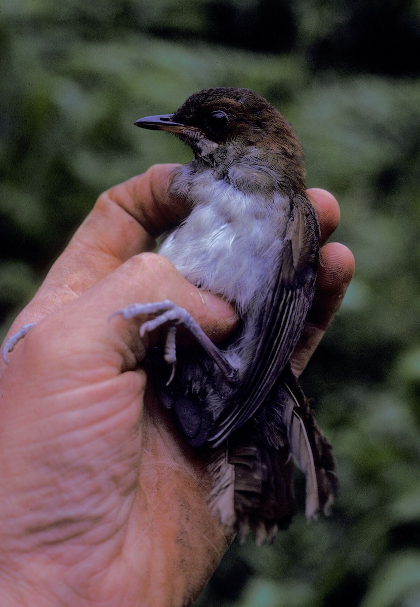 Tordina de Kakamega - ML645986446