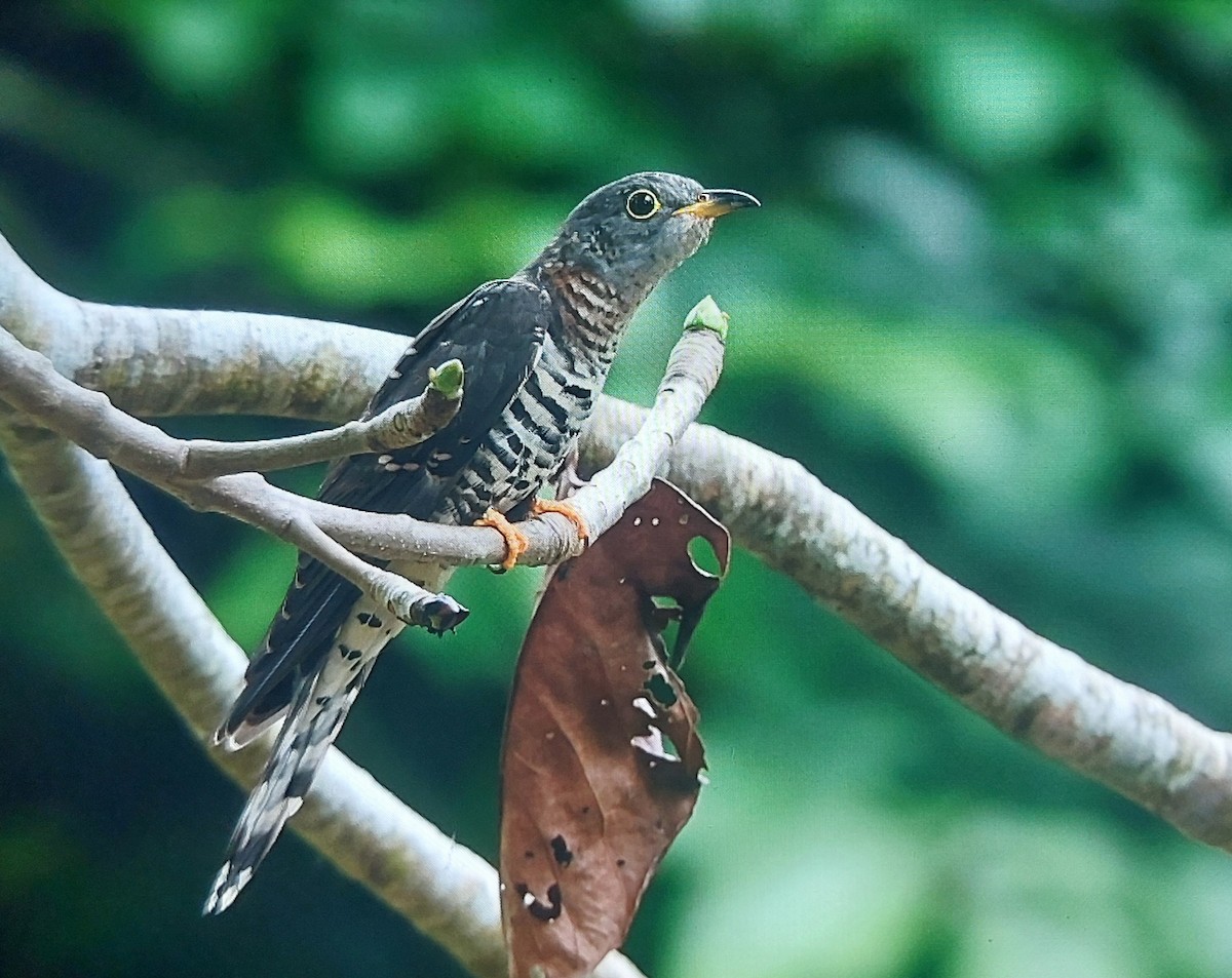 Cuco Alicorto - ML645986447