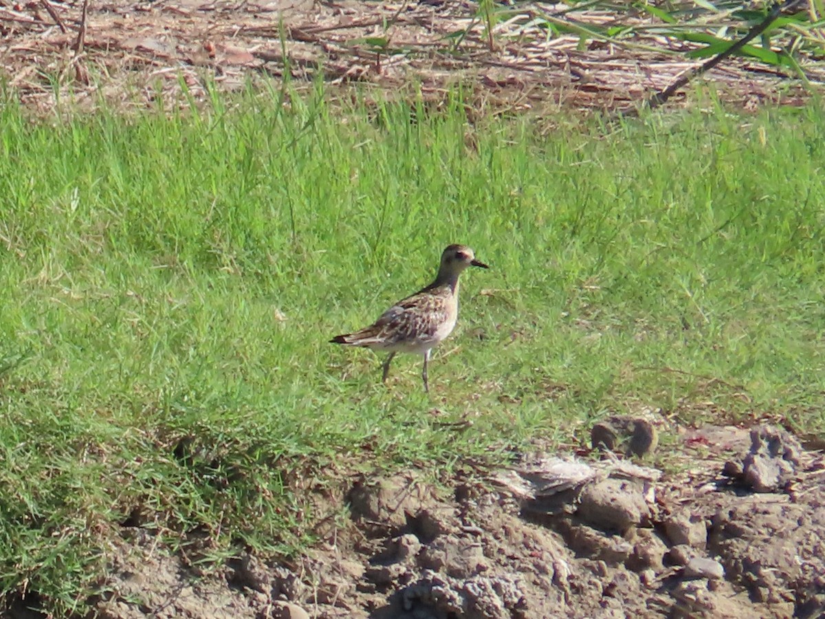 Chorlito Dorado Siberiano - ML645986448