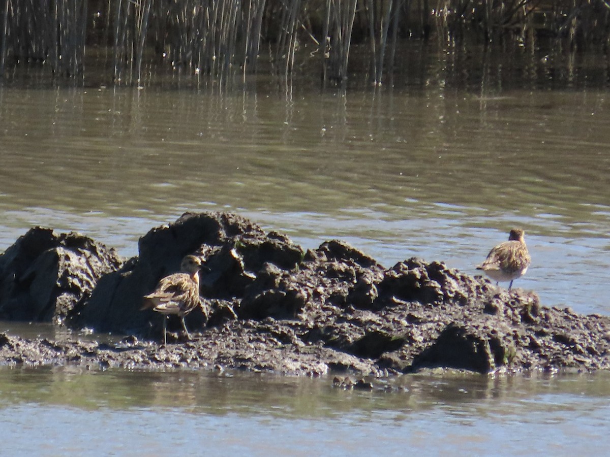 Chorlito Dorado Siberiano - ML645986449