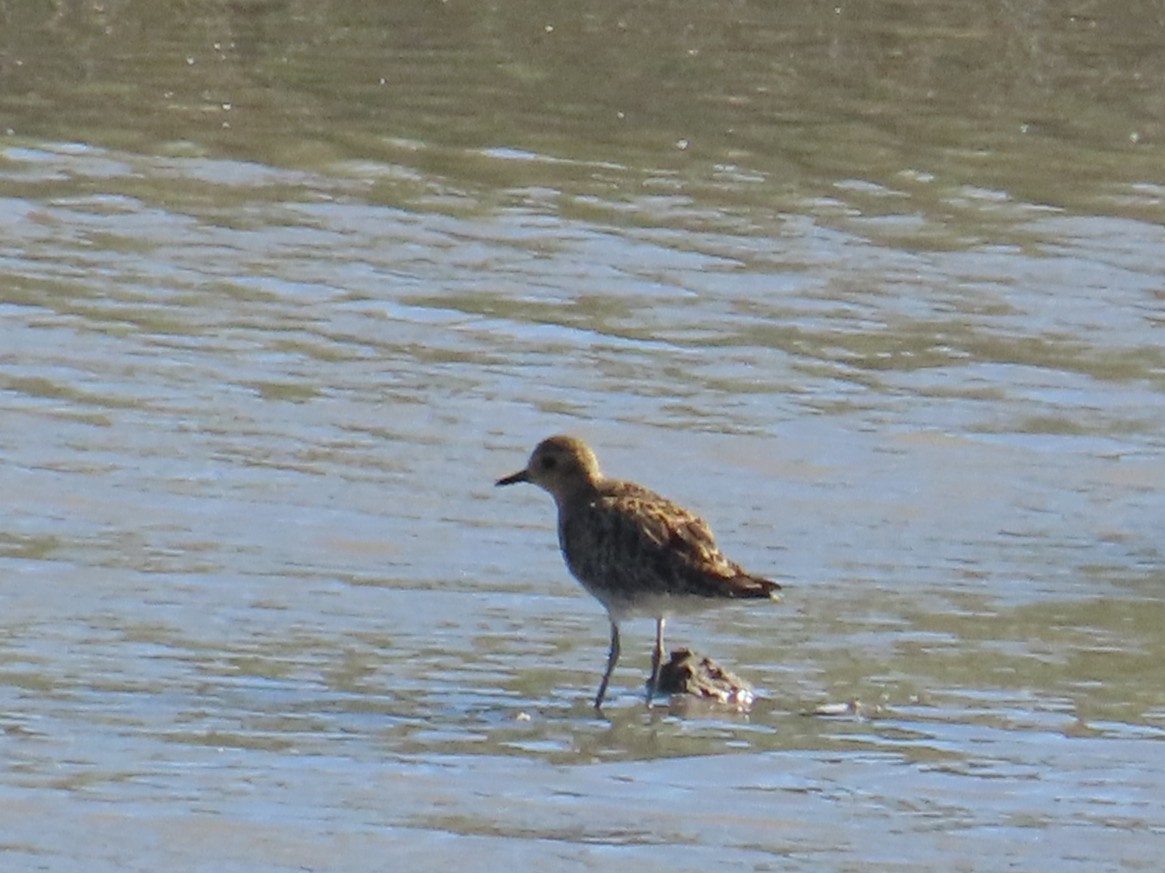 Chorlito Dorado Siberiano - ML645986450