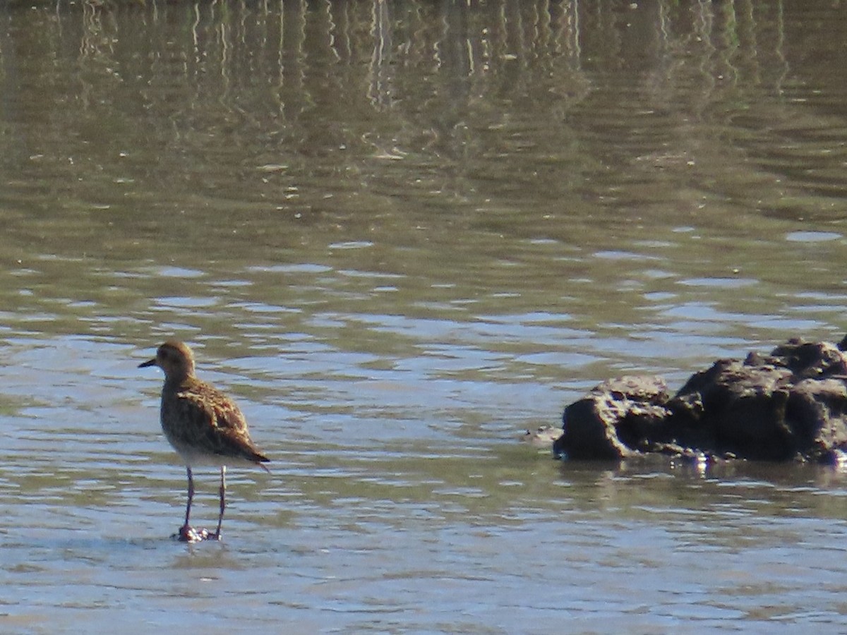 Chorlito Dorado Siberiano - ML645986451