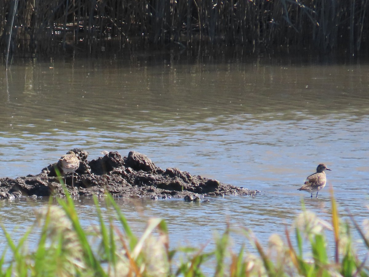 Chorlito Dorado Siberiano - ML645986452