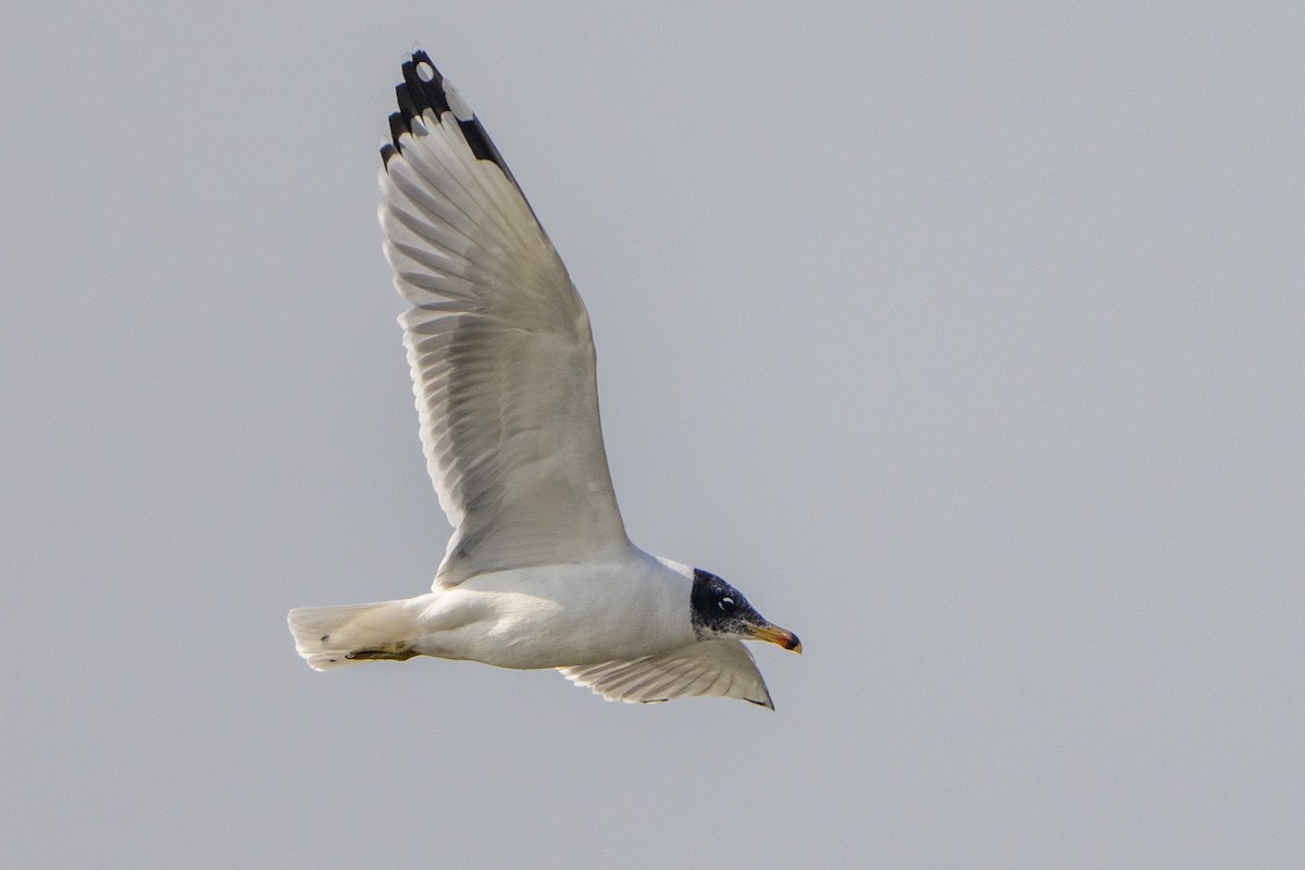 Gavión Cabecinegro - ML645986453