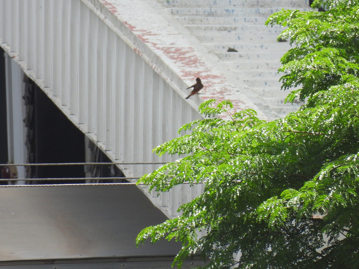 Birro Roquero - ML645986454