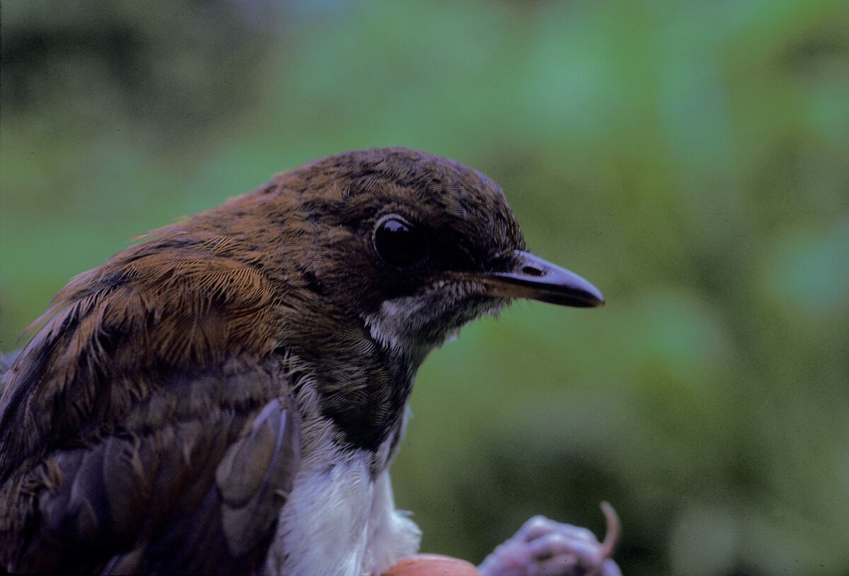 Tordina de Kakamega - ML645986455