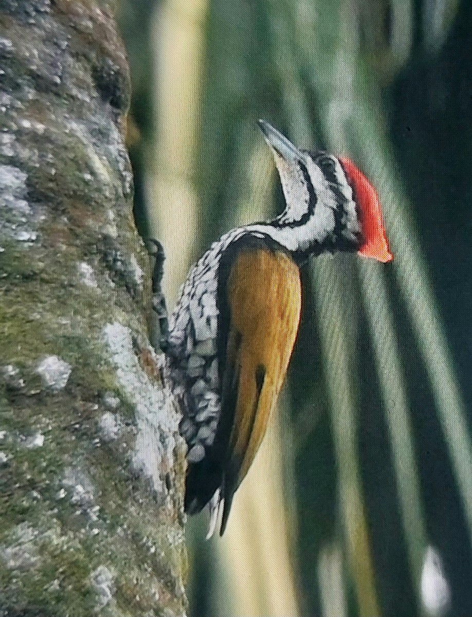 Pito Culirrojo de Java - ML645986457