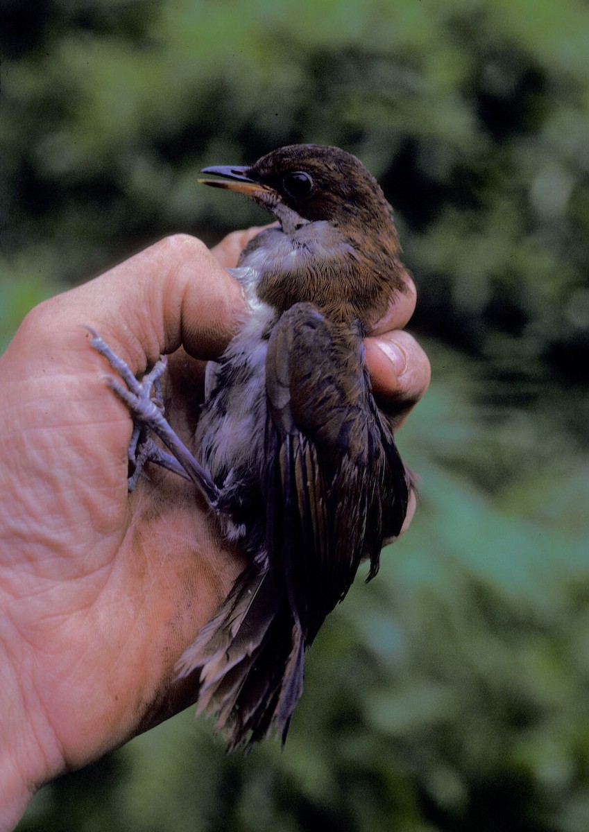 Tordina de Kakamega - ML645986458