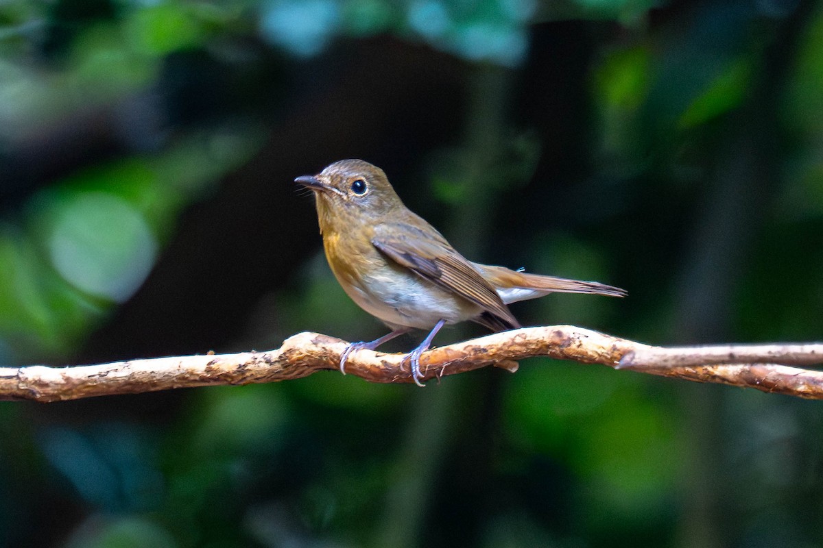 Papamoscas Chino - ML645986459