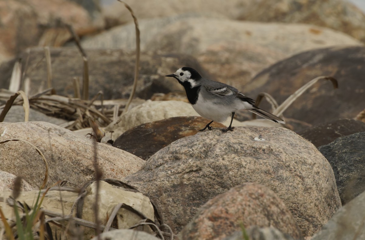 Lavandera Blanca - ML645986460