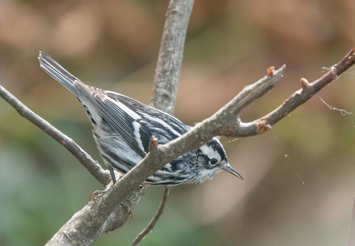 Reinita Trepadora - ML645986461