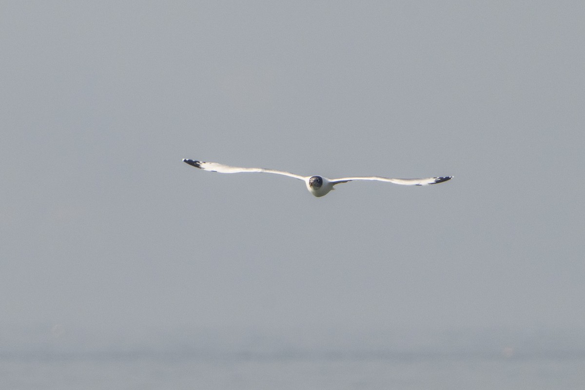 Gavión Cabecinegro - ML645986463