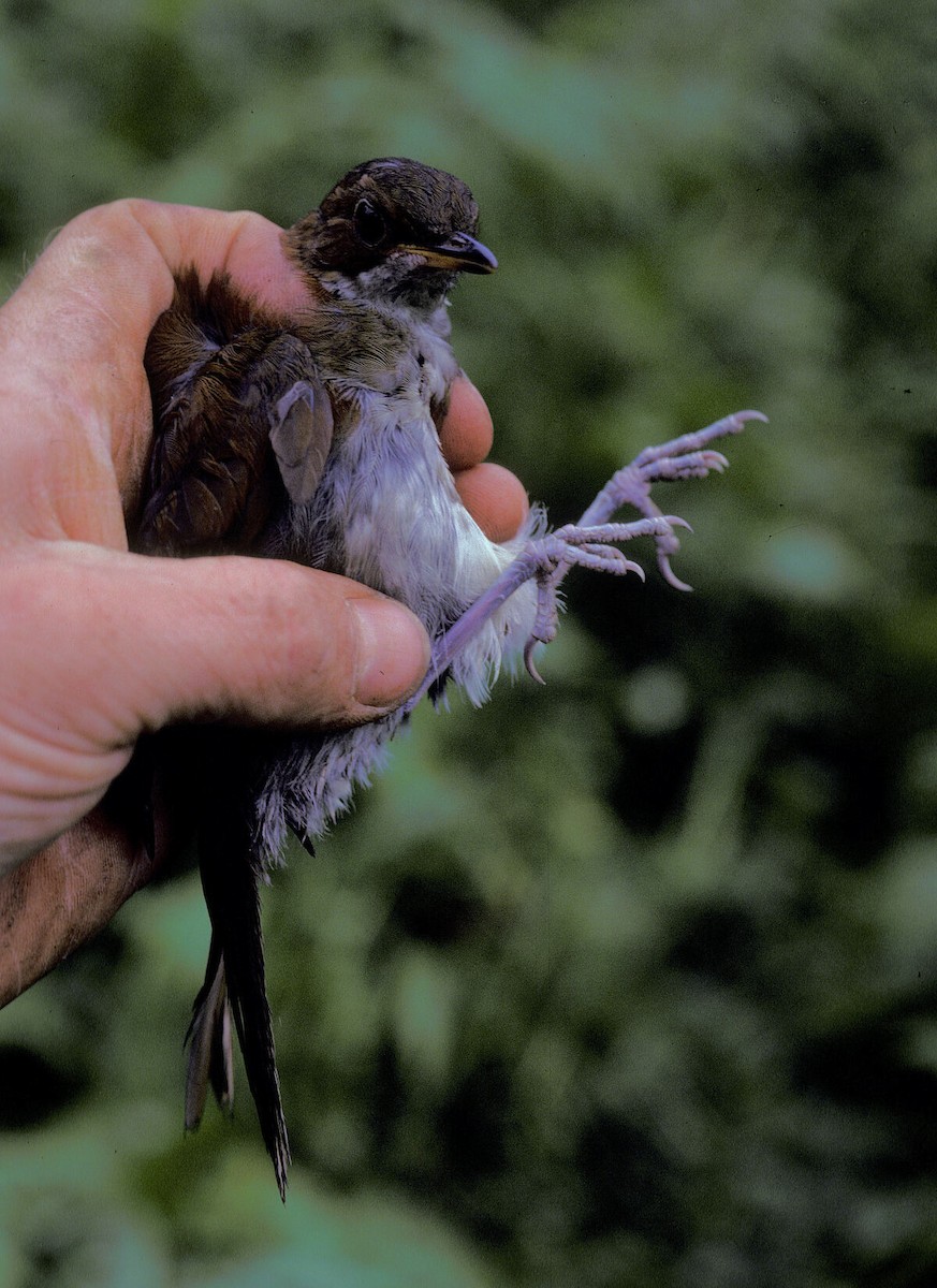 Tordina de Kakamega - ML645986464