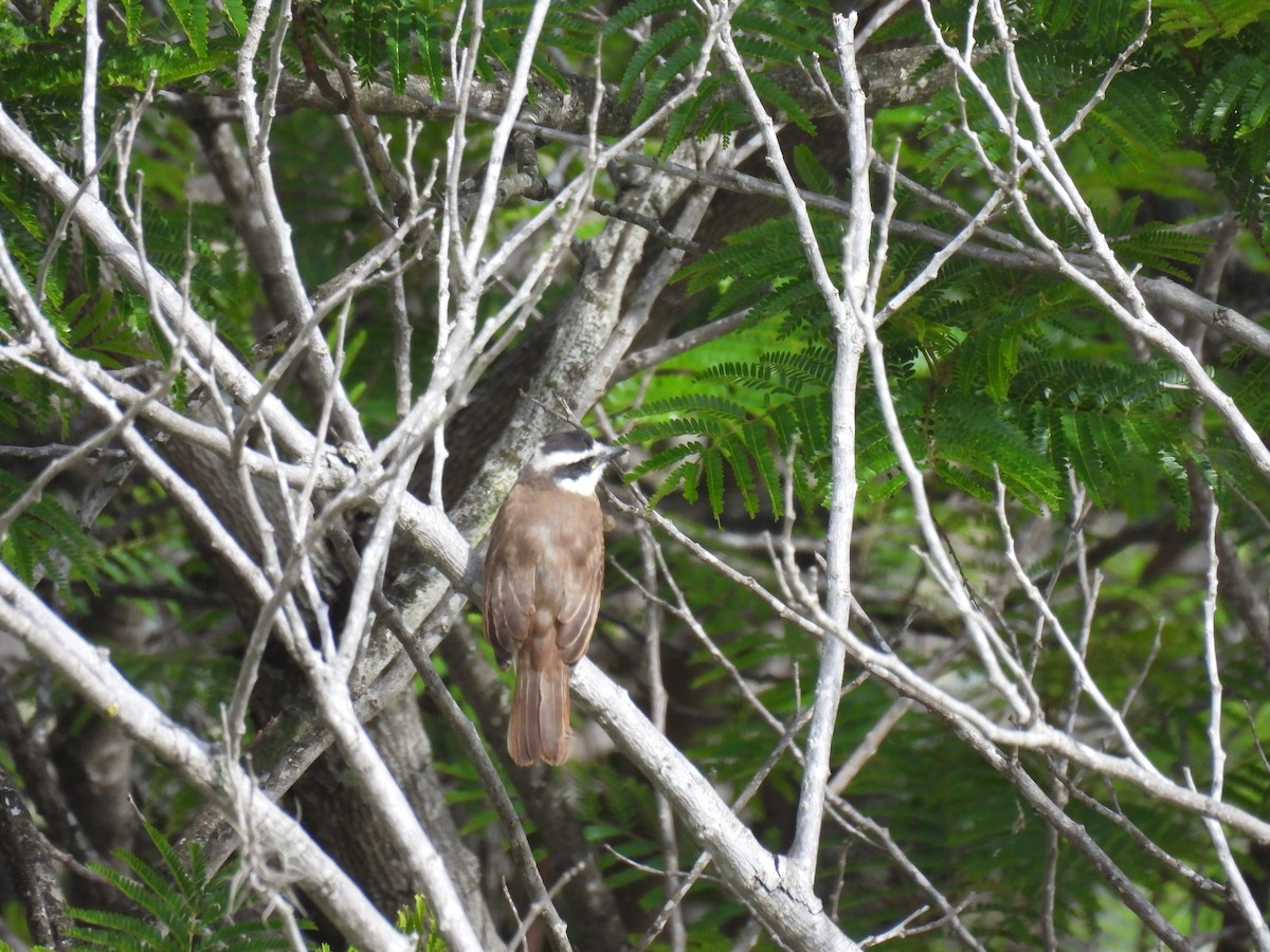 Bienteveo Común - ML645986466