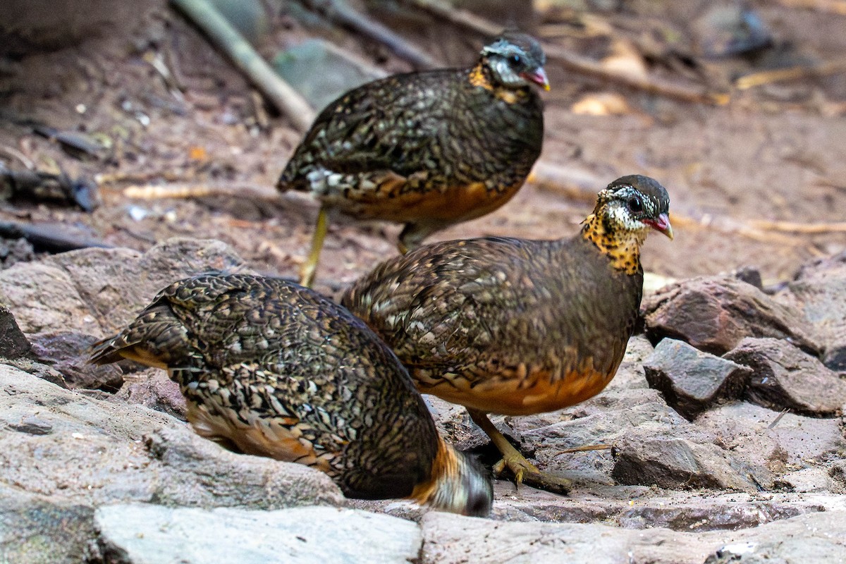 Arborófila Pativerde (Pativerde) - ML645986467